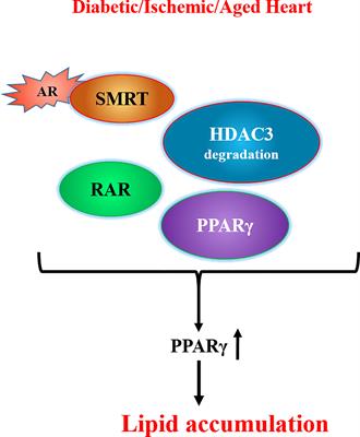 Aldose Reductase: An Emerging Target for Development of Interventions for Diabetic Cardiovascular Complications